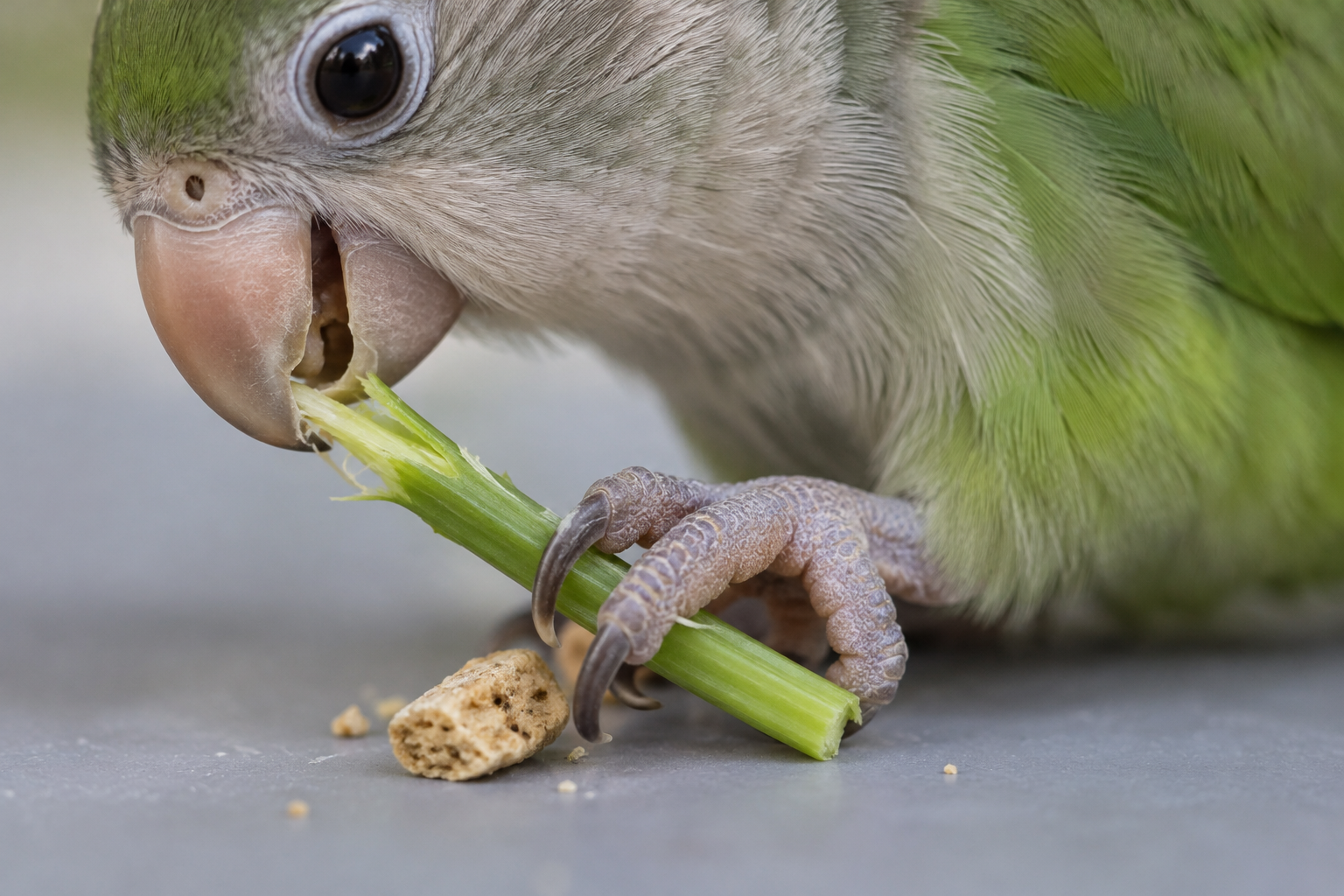 A bird's beak and foot manipulate a vegetable stem and a small food fragment.